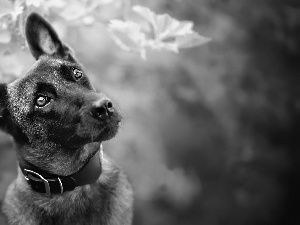 dog, muzzle, dog-collar, Belgian Shepherd Malinois