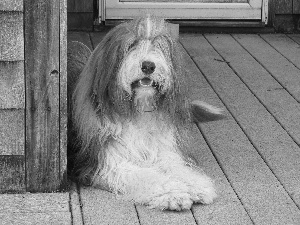 Big, Bearded collie