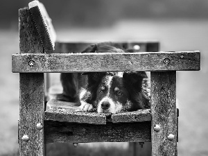 Bench, dog, Border Collie