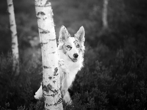 Border Collie, birch, heather, forest