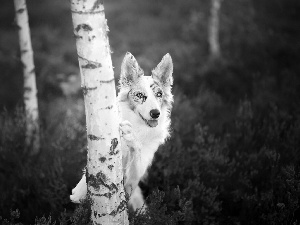 Border Collie, birch, heather, forest