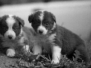 puppies, Border Collie