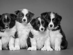 Puppies, Border Collie