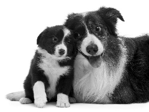 Two cars, Border, Collie, puppies