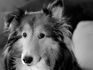 Collie rough, Collie