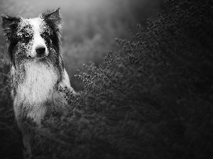 lavender, dog, Border Collie