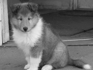 Collie rough, Puppy