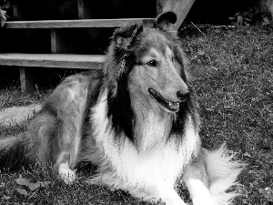 Red-white, Collie rough