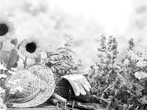 color, Flowers, chamomile, Hat, Nice sunflowers