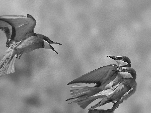 Birds on the log, Three, color