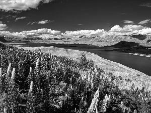 color, lupins, Mountains, River, summer