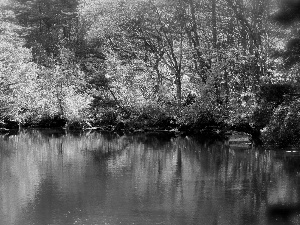 viewes, lake, Leaf, trees, autumn, color, reflection