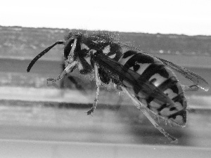 Wasps, Yellow and black, coloration