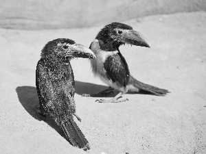 Two cars, Sand, colors, Toucan