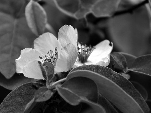 Colourfull Flowers, apple