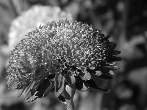 Aster, nature, Colourfull Flowers