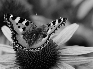 Beatyfull, Pink, Colourfull Flowers, butterfly