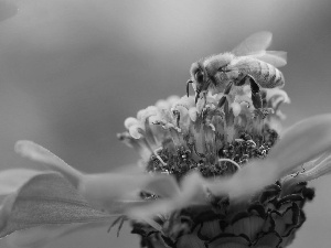 bee, Orange, Colourfull Flowers