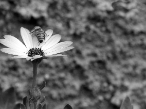 bee, Pink, Colourfull Flowers