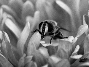 bee, Violet, Colourfull Flowers