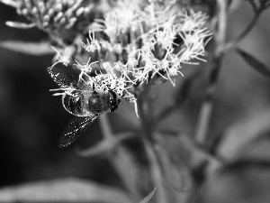 bee, White, Colourfull Flowers