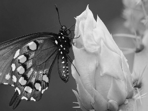 Black, Cactus, Colourfull Flowers, butterfly