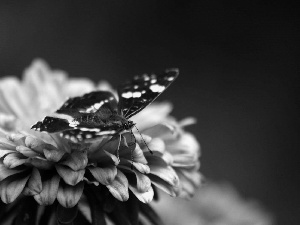 butterfly, Violet, Colourfull Flowers