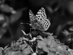 butterfly, Violet, Colourfull Flowers