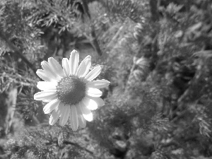 chamomile, sunny, Colourfull Flowers