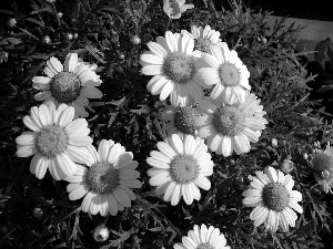 Colourfull Flowers, chamomile