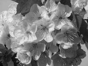 Colourfull Flowers, cherries