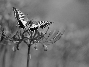 Close, butterfly, Colourfull Flowers