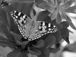 Cardui, butterfly, Colourfull Flowers, undine, color, Red, zinnia