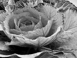 colors, cabbage, Colourfull Flowers