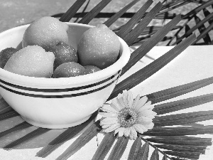 Colourfull Flowers, composition, limes, bowl, lemons