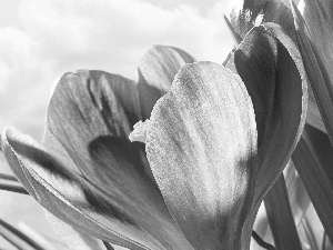 Colourfull Flowers, crocus