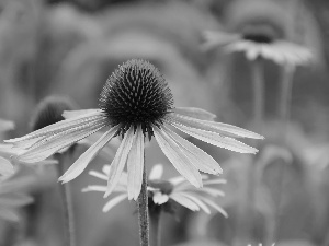 Colourfull Flowers, echinacea