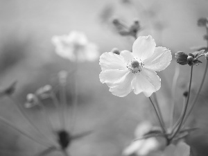 White, Colourfull Flowers, Buds, anemone