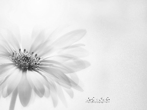 Close, Colourfull Flowers, African Daisy