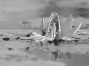 water, Colourfull Flowers, water-lily