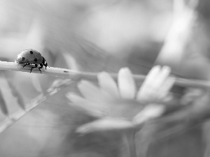 ladybird, Colourfull Flowers, Close, stalk