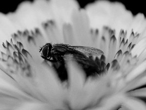 fly, Yellow, Colourfull Flowers