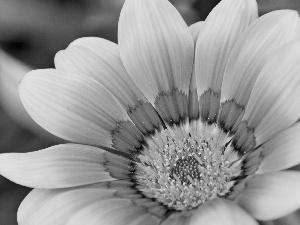 Gazania, Yellow, Colourfull Flowers