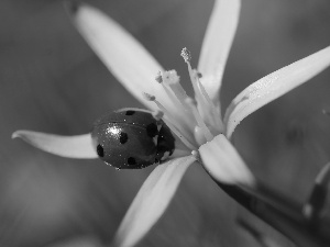 ladybird, Yellow gold plating, Colourfull Flowers