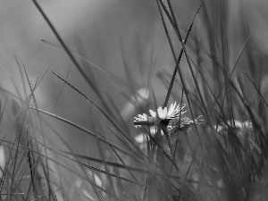 grass, daisy, Colourfull Flowers