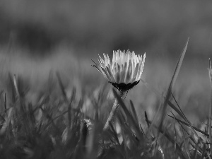 grass, daisy, Colourfull Flowers