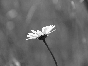 green, Daisy, Colourfull Flowers