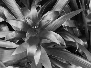 Colourfull Flowers, guzmania