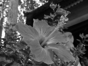 hibiscus, Red, Colourfull Flowers