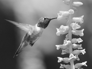 Close, humming-bird, Colourfull Flowers